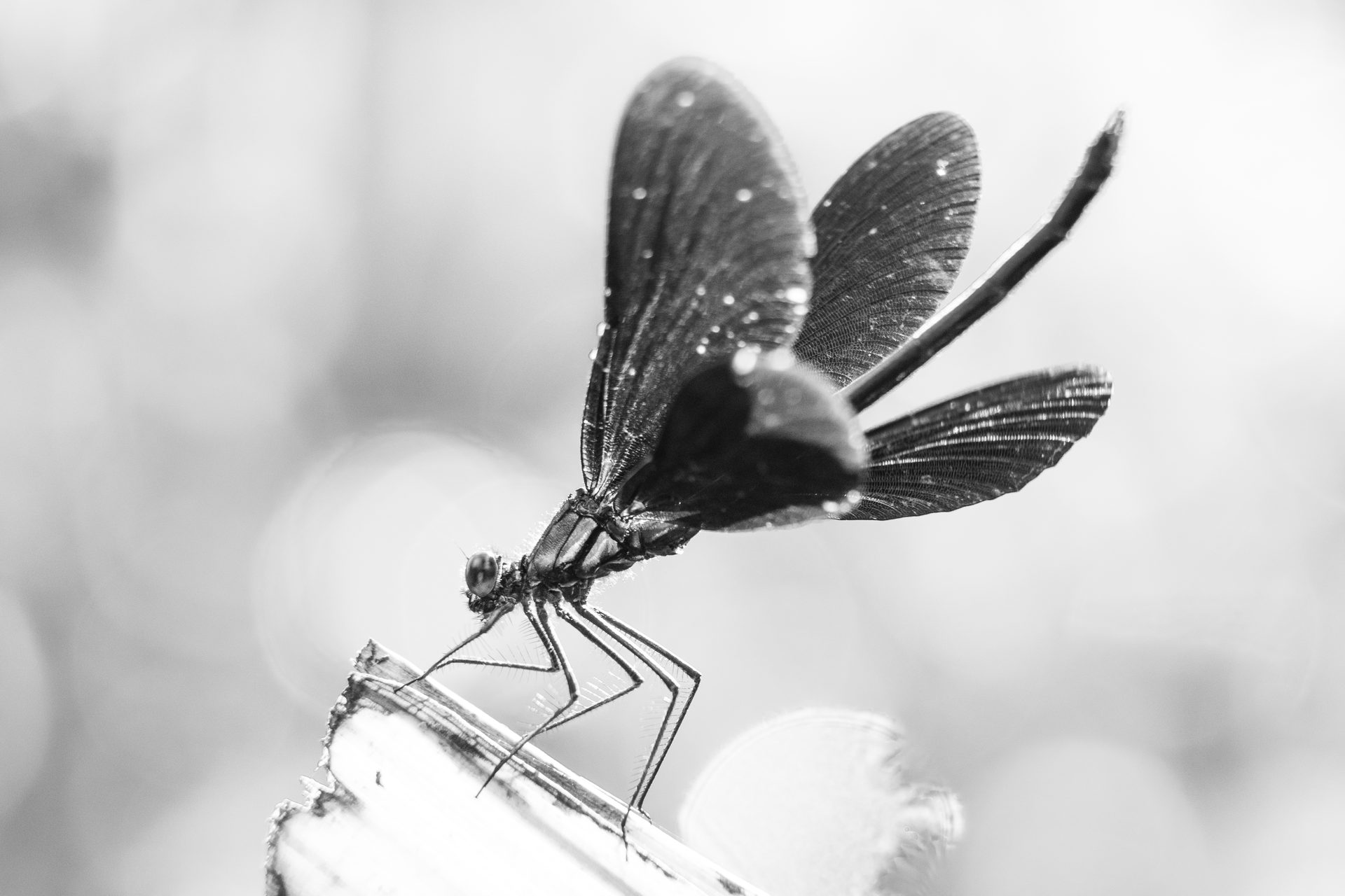 Wilds 8