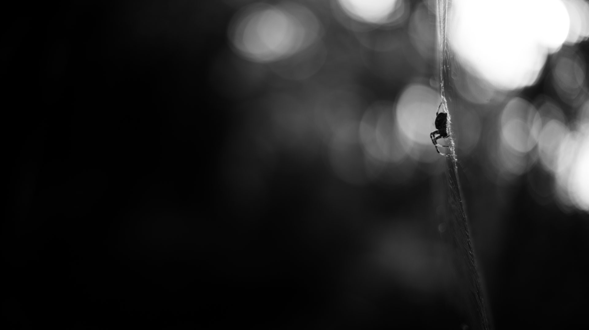 Wilds 9