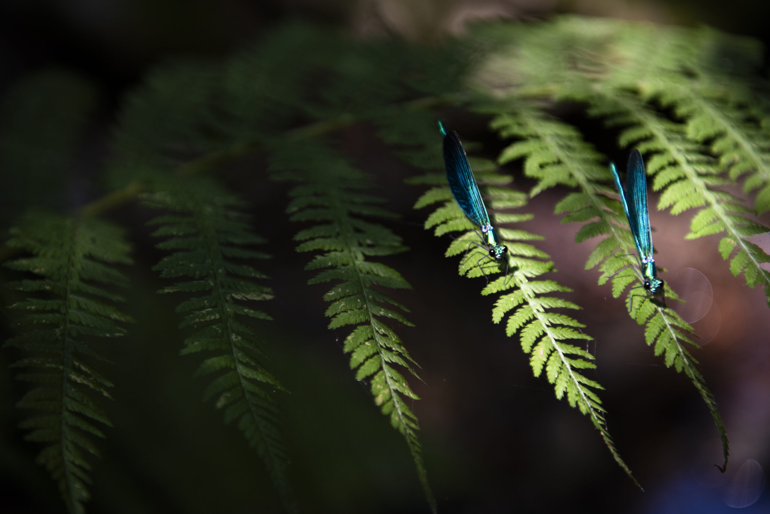 Wilds 7