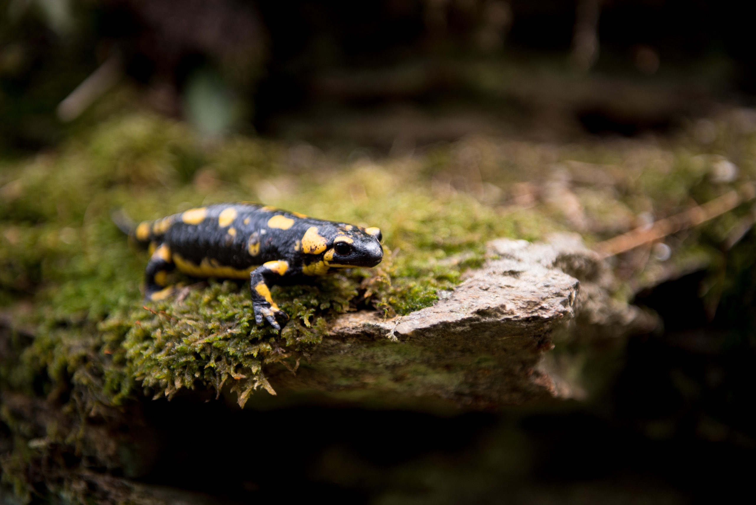 Salamandra · Wilds · PH.il